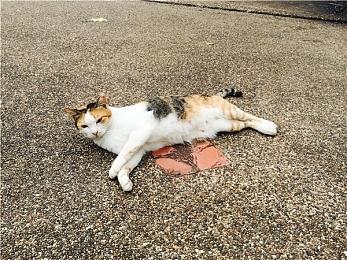 育碧2022财年Q3财报 《碧海黑帆》2023年4月前发售