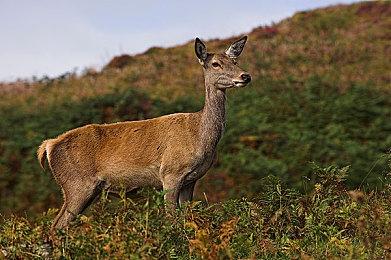 跑酷新游《蜡笔小新 风起云涌!》上架Steam 秋季发售